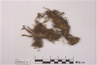 藏品(樹生扁萼蘚)的圖片